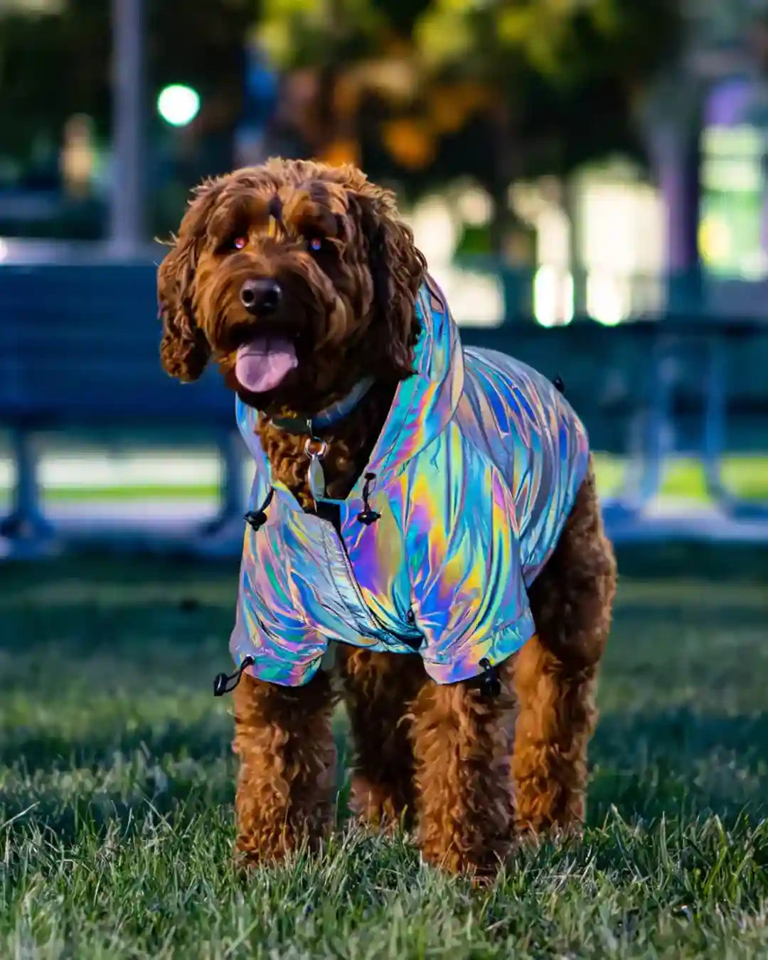 PoochShine™ | Reflective Wear